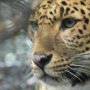 Courtesy: Abdul Wahab from Mumbai, India<br />Leopard, Zoo in Darjiling ( What a sight! )